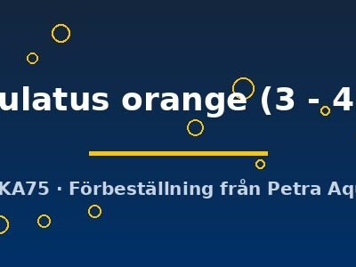 maculatus orange (3 - 4 cm)