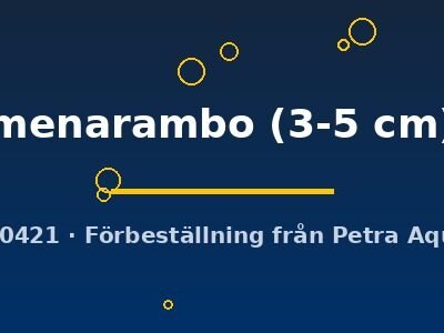 Paretroplus menarambo 3–5 cm