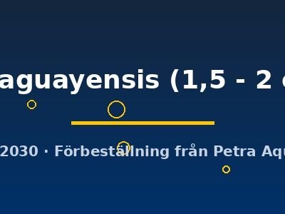 paraguayensis (1,5 - 2 cm)