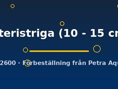 lateristriga (10 - 15 cm)