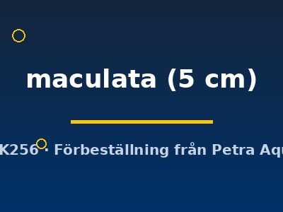 maculata (5 cm)