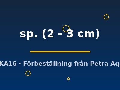 sp. (2 - 3 cm)