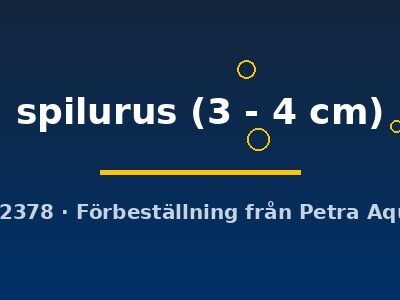 spilurus (3 - 4 cm)