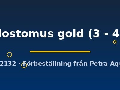 rhodostomus gold (3 - 4 cm)