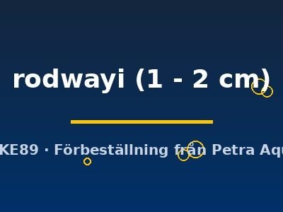 rodwayi (1 - 2 cm)