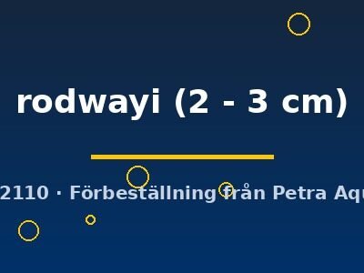 rodwayi (2 - 3 cm)