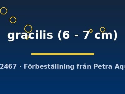 gracilis (6 - 7 cm)