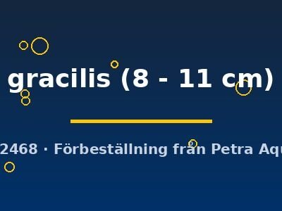 gracilis (8 - 11 cm)
