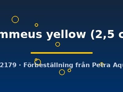 flammeus yellow (2,5 cm)