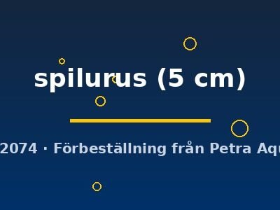 spilurus (5 cm)