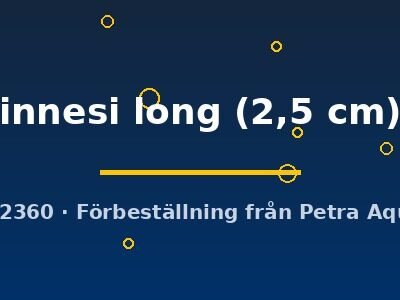 innesi long (2,5 cm)