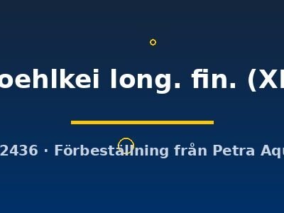 Thayeria boehlkei long. fin. XL