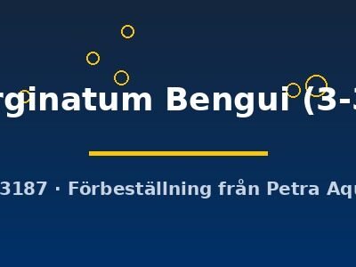 Aphyosemion marginatum Bengui 3–3,5