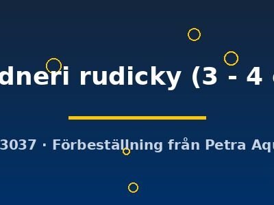 gardneri rudicky (3 - 4 cm)