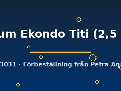 volcanum Ekondo Titi (2,5 - 3 cm)