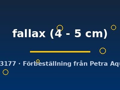 Fundulopanchax fallax 4–5 cm