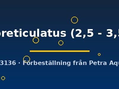 rubroreticulatus (2,5 - 3,5 cm)