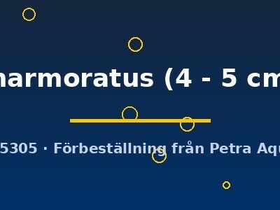 marmoratus (4 - 5 cm)