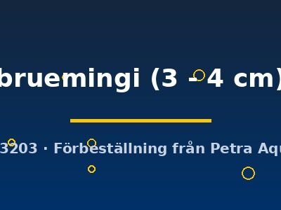 bruemingi (3 - 4 cm)