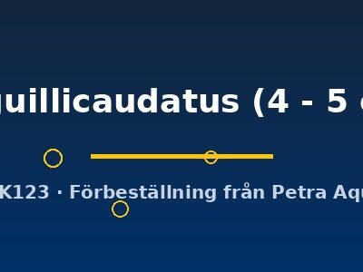 Oriental weatherfish (Misgurnus anguillicaudatus) 4–5 cm