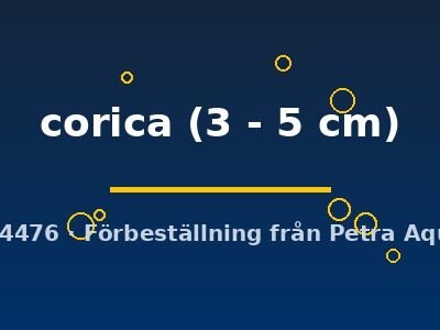 Nemacheilus corica 3–5 cm