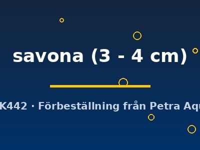 savona (3 - 4 cm)