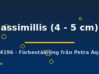 Puntius assimillis 4–5 cm