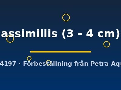 Puntius assimillis 3–4 cm