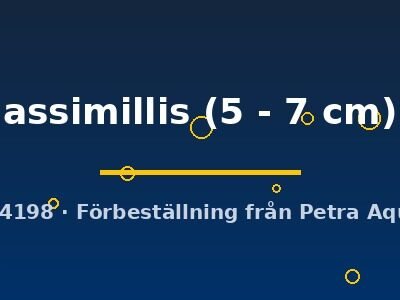Puntius assimillis 5–7 cm