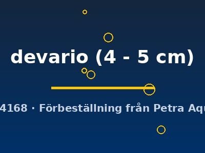 Danio devario 4–5 cm