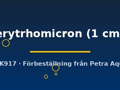 Microrasbora erytrhomicron 1 cm