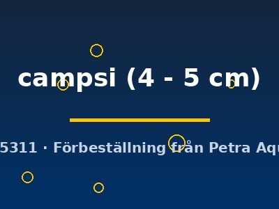 campsi (4 - 5 cm)