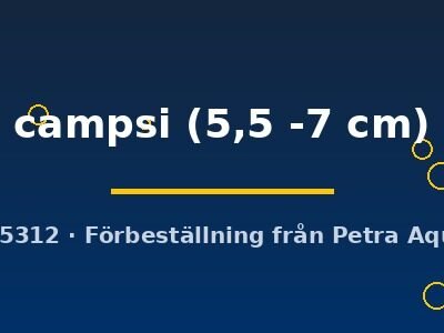 campsi (5,5 -7 cm)