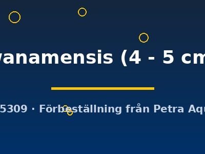 wanamensis (4 - 5 cm)