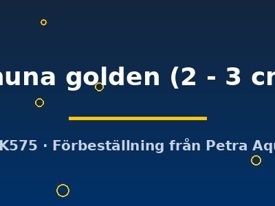 chuna golden (2 - 3 cm)