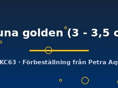 chuna golden (3 - 3,5 cm)