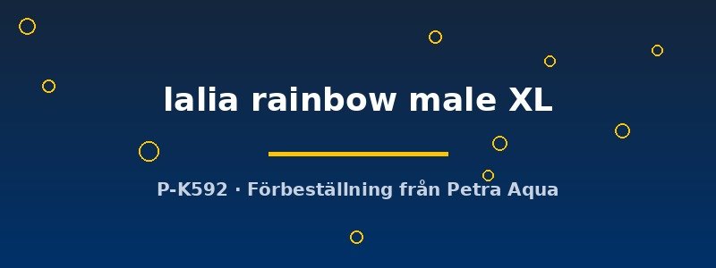 petra-ph-178069 Colisa lalia rainbow male XL XL
