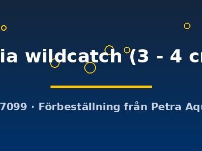 lalia wildcatch (3 - 4 cm)