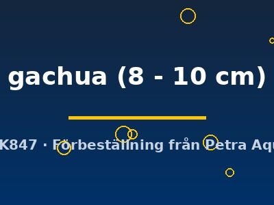 Channa gachua 8–10 cm