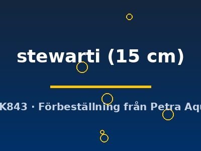 stewarti (15 cm)