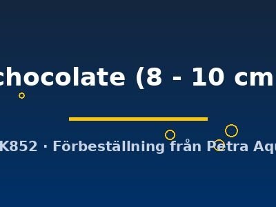 chocolate (8 - 10 cm)