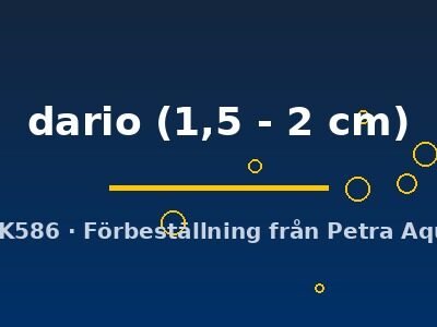 Dario dario 1,5–2 cm