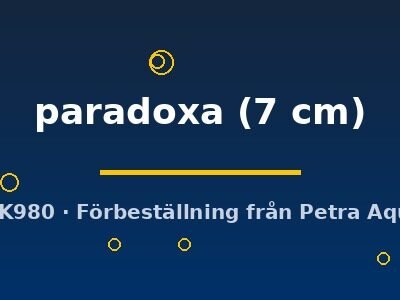 paradoxa (7 cm)