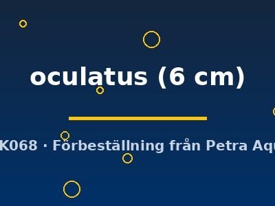 oculatus (6 cm)