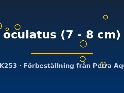 oculatus (7 - 8 cm)