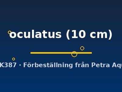 oculatus (10 cm)