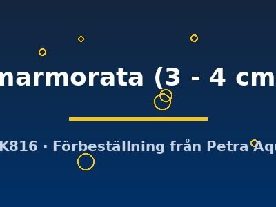 marmorata (3 - 4 cm)