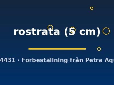 rostrata (5 cm)