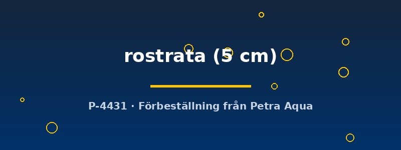 petra-ph-178527 petra-ph-178527