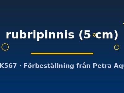 rubripinnis (5 cm)